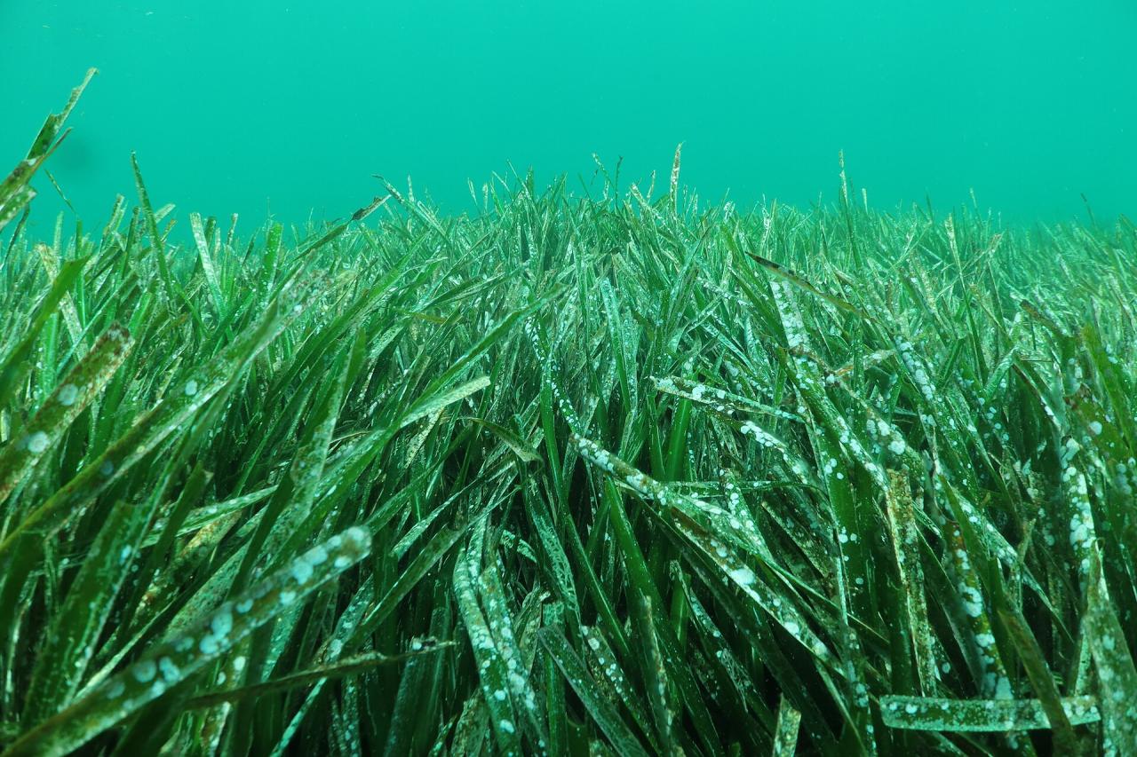 Posidonia-oceanica-Wiese &ndash; Unterwasserbeobachtung und -erkundung &ndash; Calanque de Sormiou &copy; Karim Saari via Wikipedia